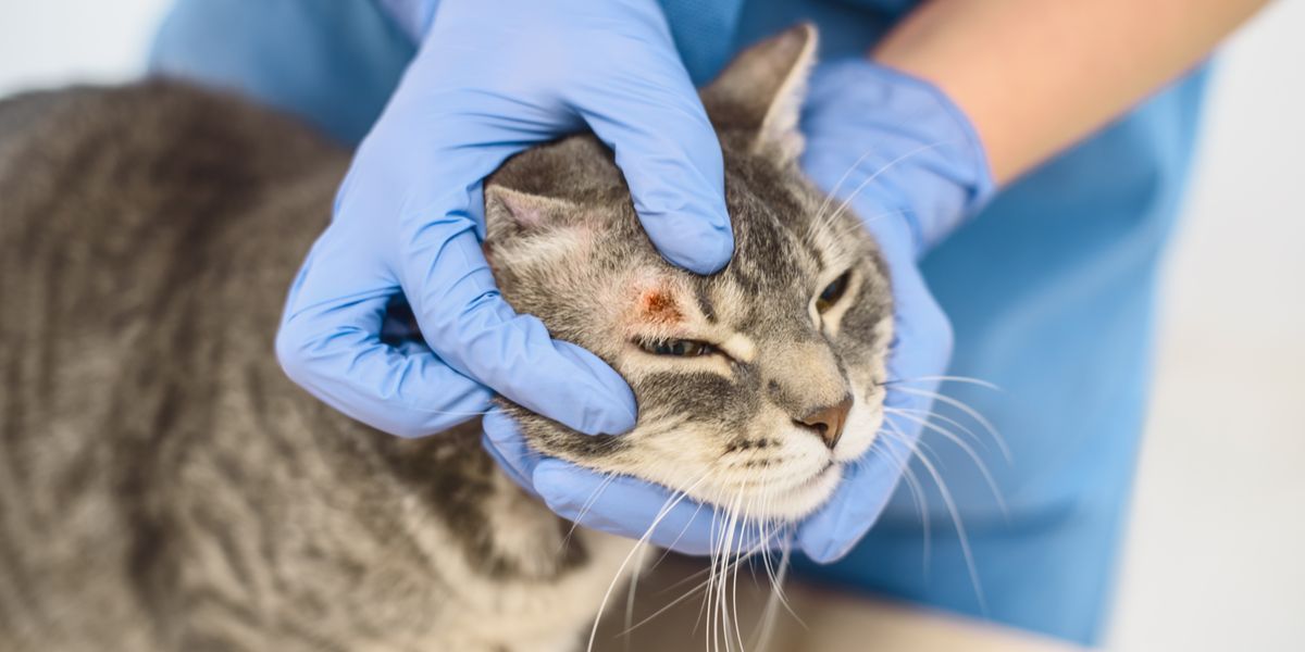 Ringworm bij katten: oorzaken, symptomen, &behandeling