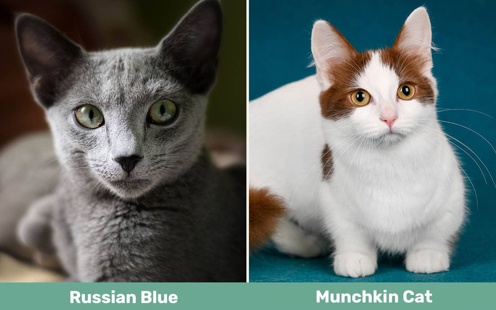 Russian Blue vs Munchkin Cat naast elkaar
