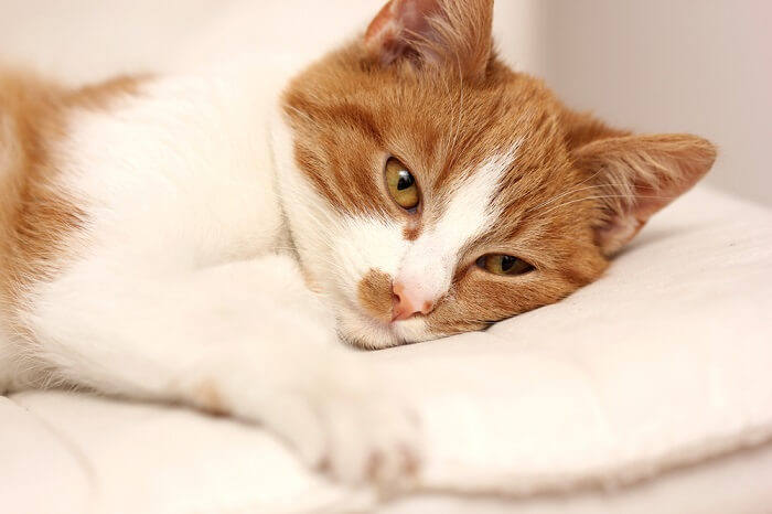 Oranje en witte kat liggend op een wit kussen; salmonella bij katten uitgelichte afbeelding