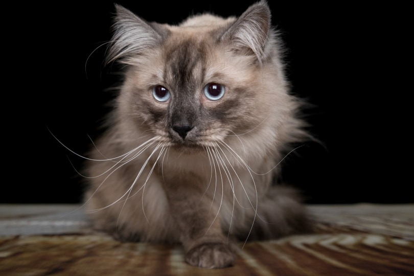 Siberische kat close-up