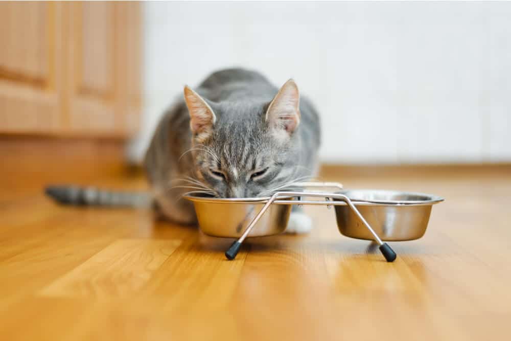 snorharen vermoeidheid voorbeeld van kat eten uit een kom