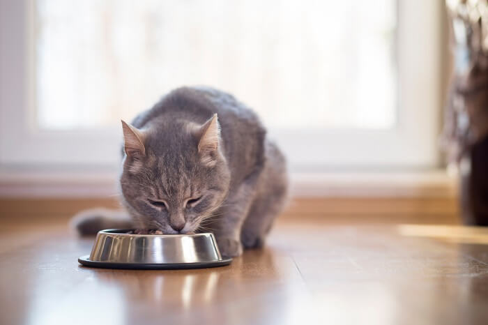 kat die voedsel eet uit een metalen kattenvoerbak