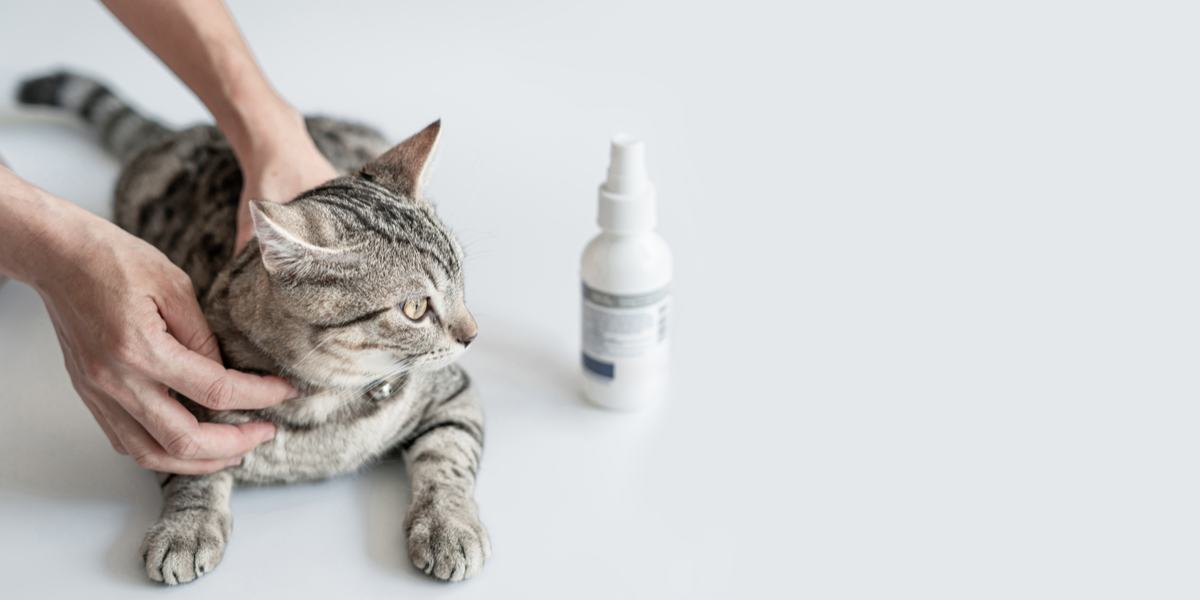 Tresaderm voor katten: Overzicht, Dosering & Bijwerkingen