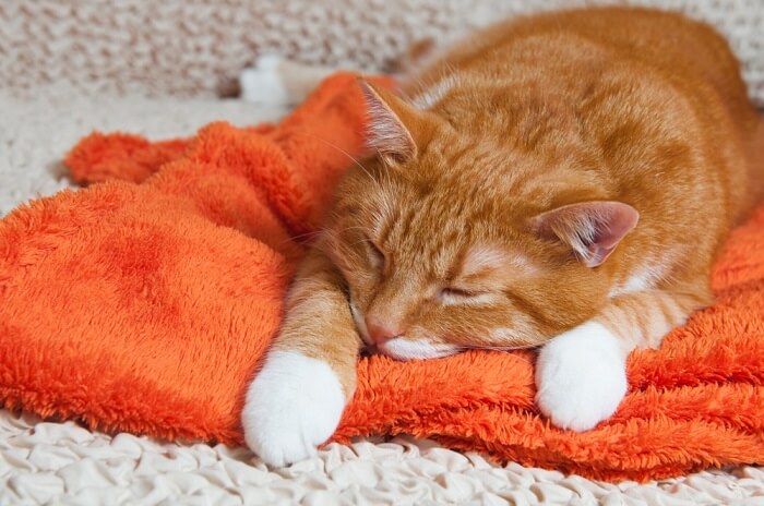 kat die op oranje handdoek ligt