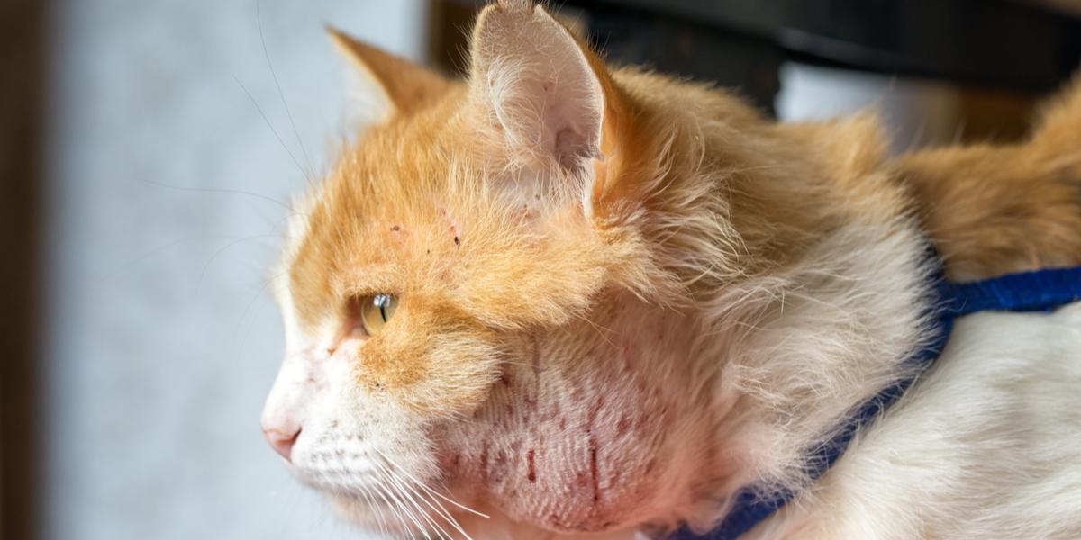 Vergrote lymfeklieren (lymfadenopathie) bij katten: oorzaken, symptomen en behandeling