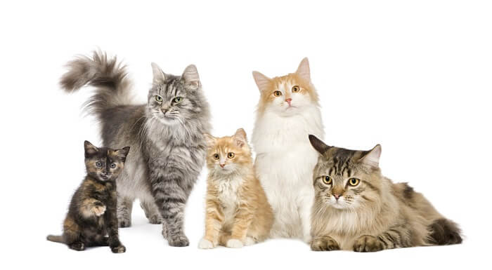 Katten met verschillende vachttypes