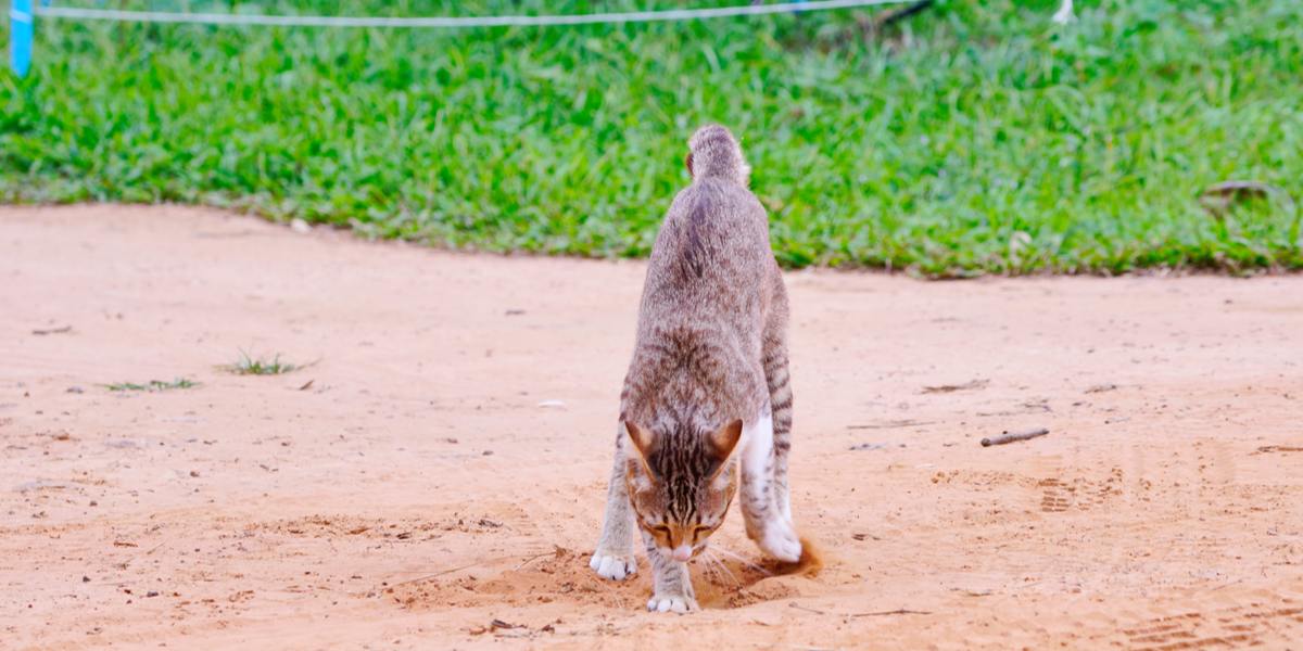 Waarom begraven katten hun poep?