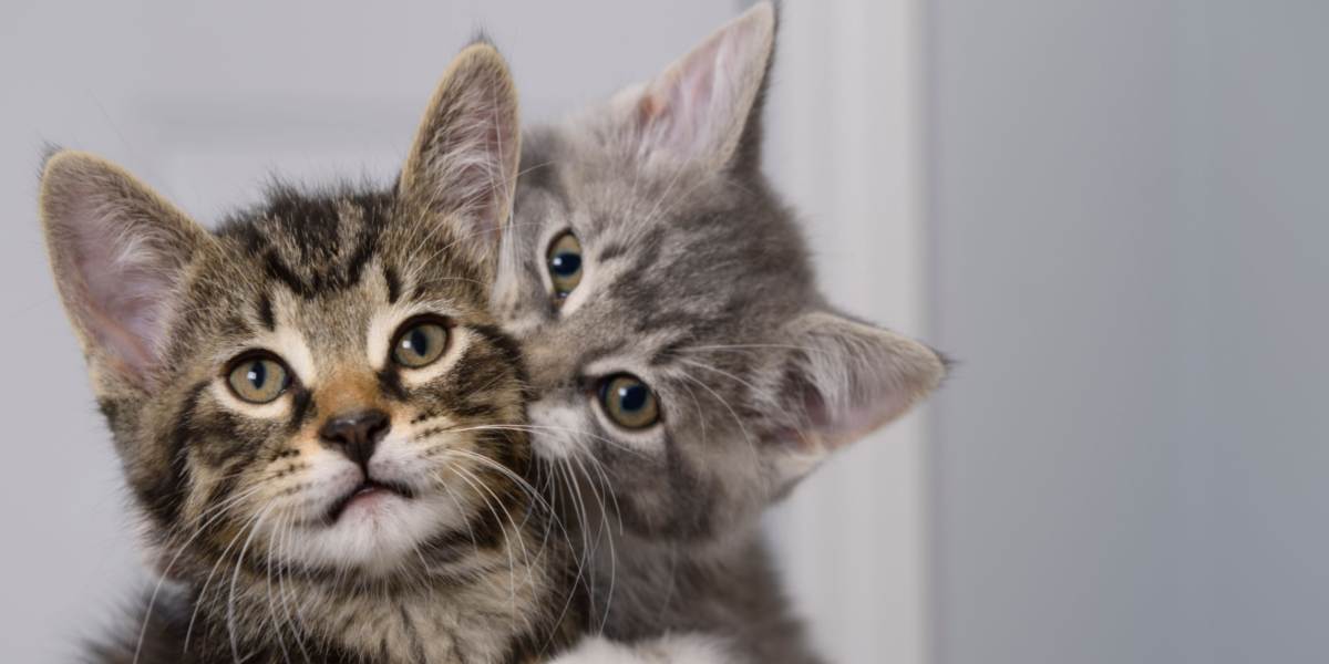 Waarom bijten katten elkaars nek?