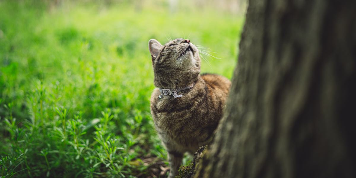 Waarom fluiten katten bij vogels?
