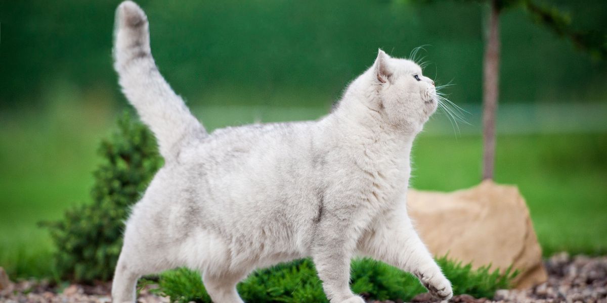 Waarom hebben katten staarten?