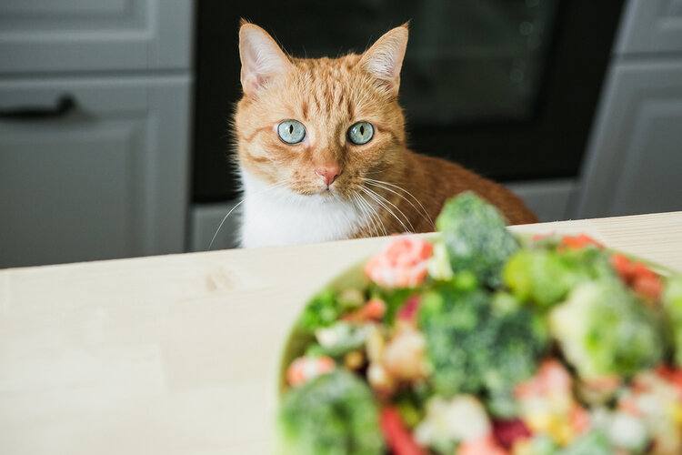 kat die naar kom rauwe groenten kijkt