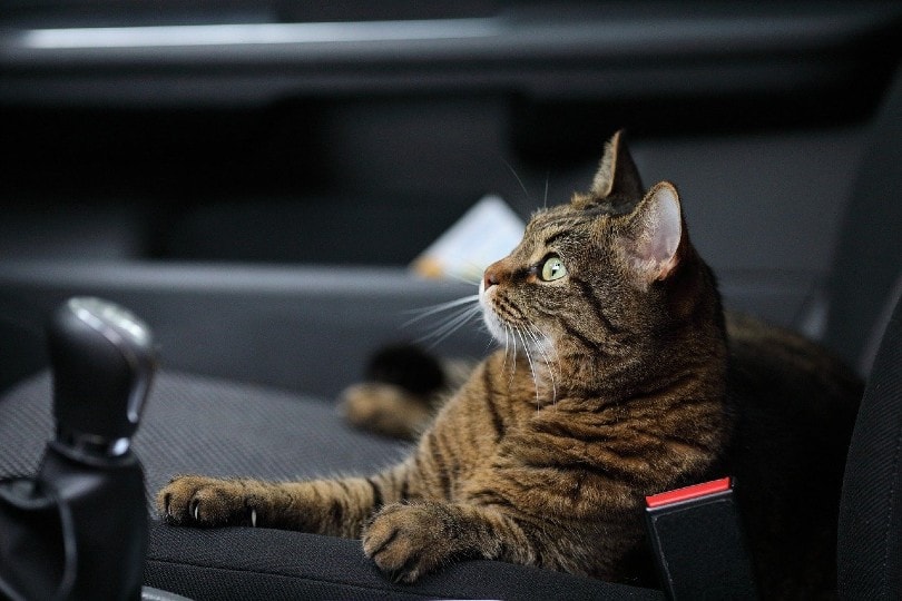 kat op een voorste passagiersstoel van een auto