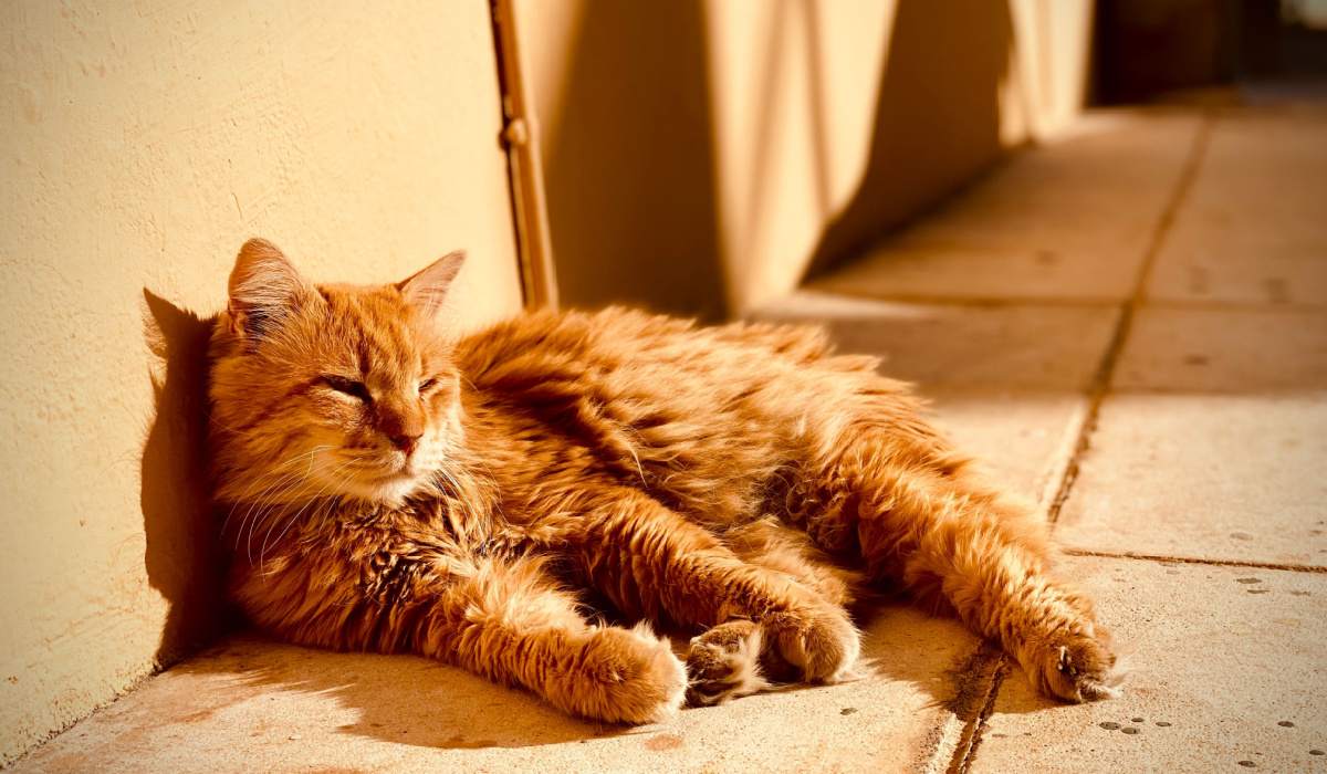 Waarom houden katten ervan om te zonnebaden?