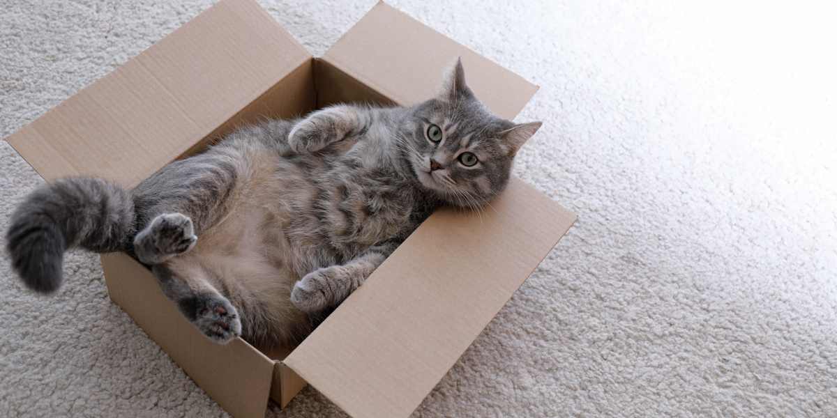Waarom houden katten van dozen? 8 redenen waarom!