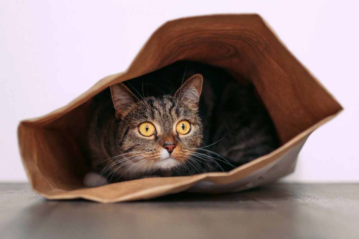Waarom houden katten van gekreukte dingen? 6 redenen waarom!