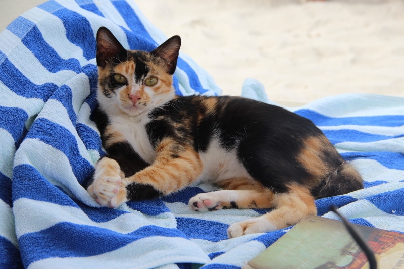 kat rusten op het strand