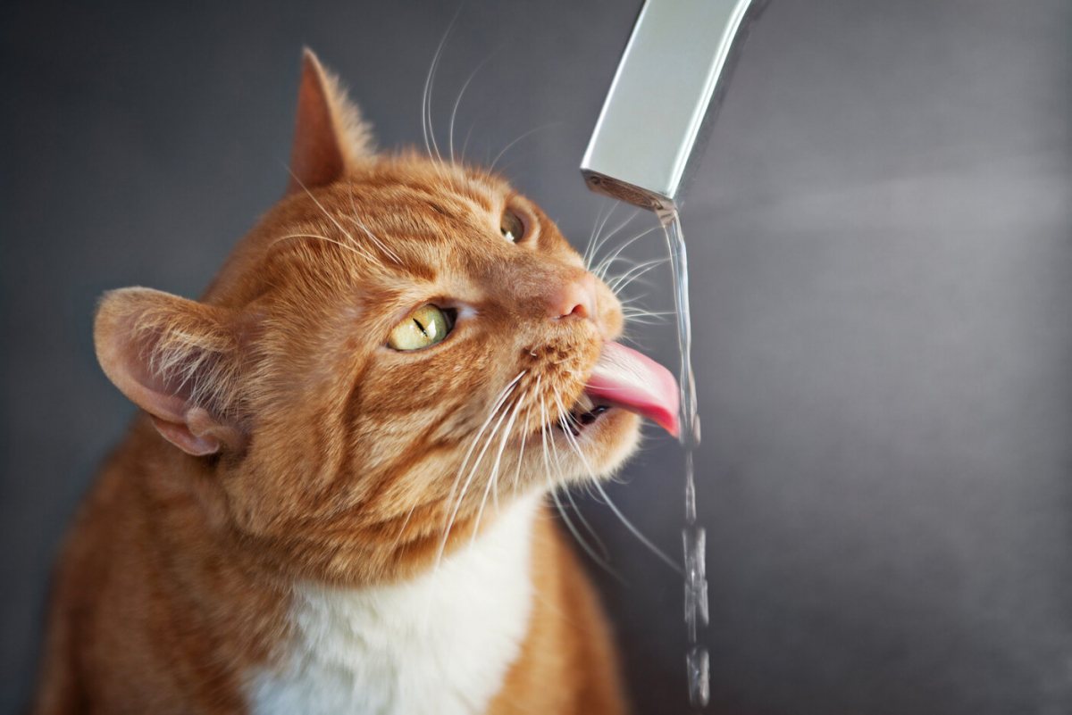 Waarom houden katten van kraanwater?