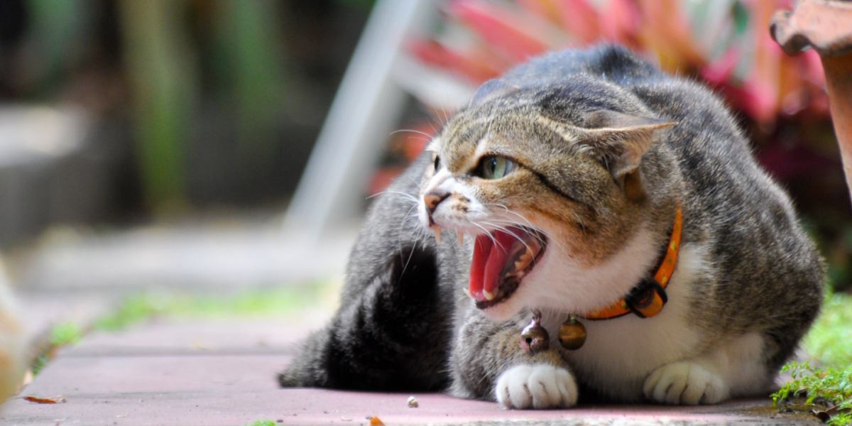 Waarom huilen katten? Een dierenarts legt uit
