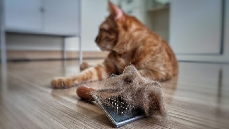 huisdier haarborstel met huisdier bont klomp na het verzorgen van kat
