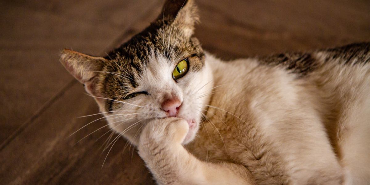 Waarom kauwen katten op hun nagels