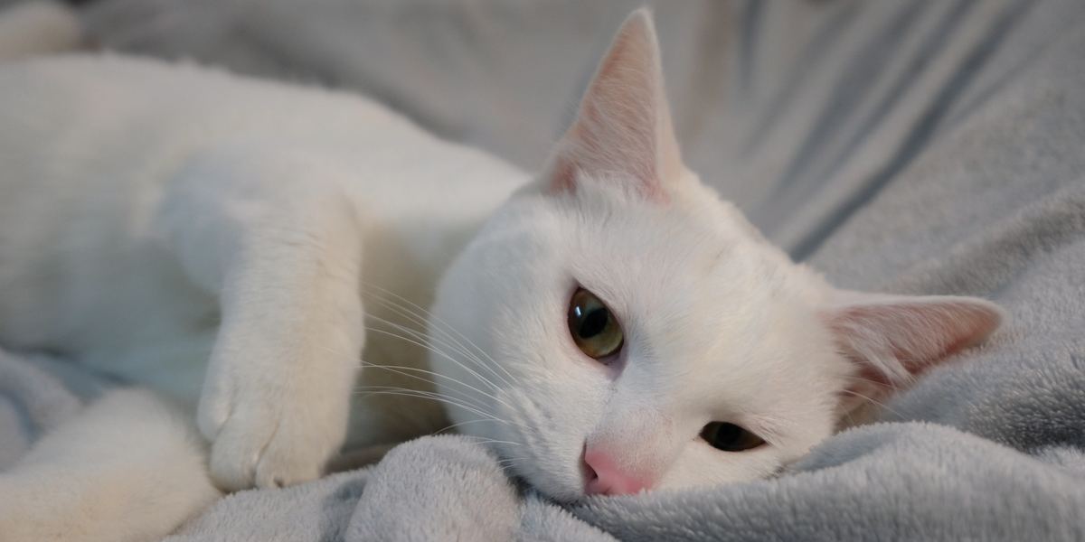 Waarom kneden en bijten katten dekens?