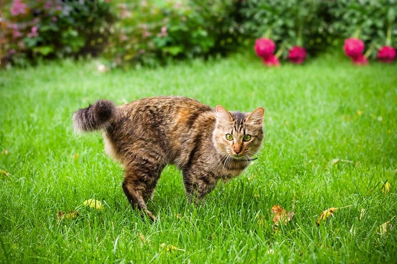 kat die op groen gras rent