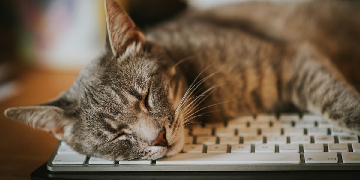 Waarom lopen katten graag en zitten ze net zo vaak op toetsenborden als ze doen?