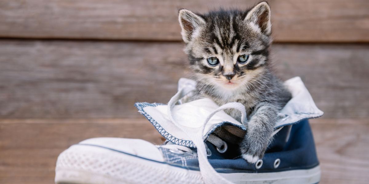 Waarom plassen katten in schoenen?