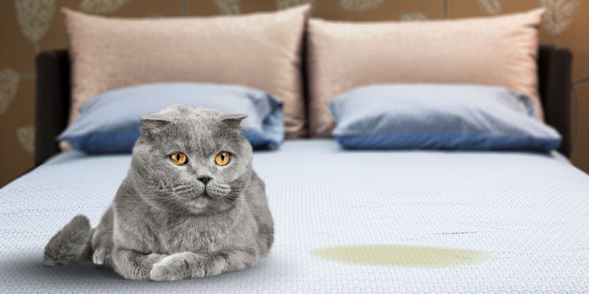 Kust bescherming Overzicht Waarom plast mijn kat op het bed