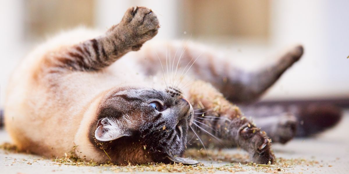 Waarom rollen katten in vuil? 9 redenen waarom!