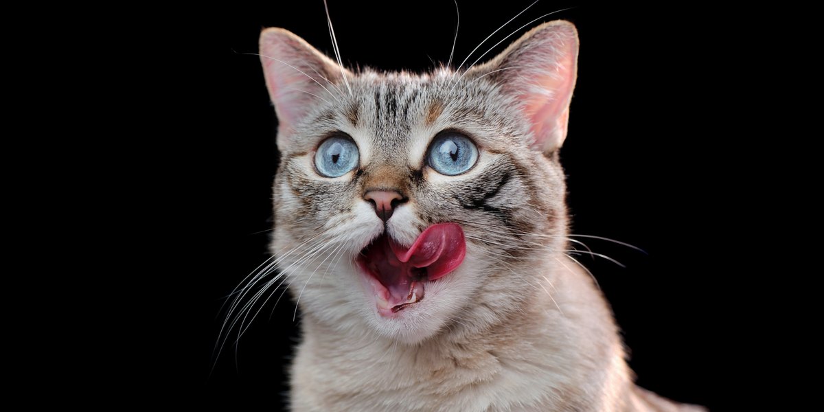 Waarom steken katten hun tong uit?