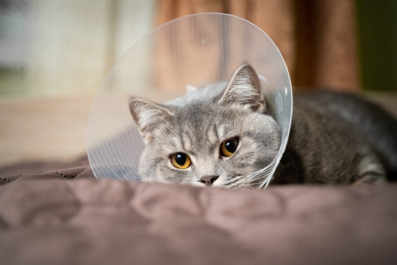 Een grijze Schotse kat met rechte oren in een platsik veterinaire halsband