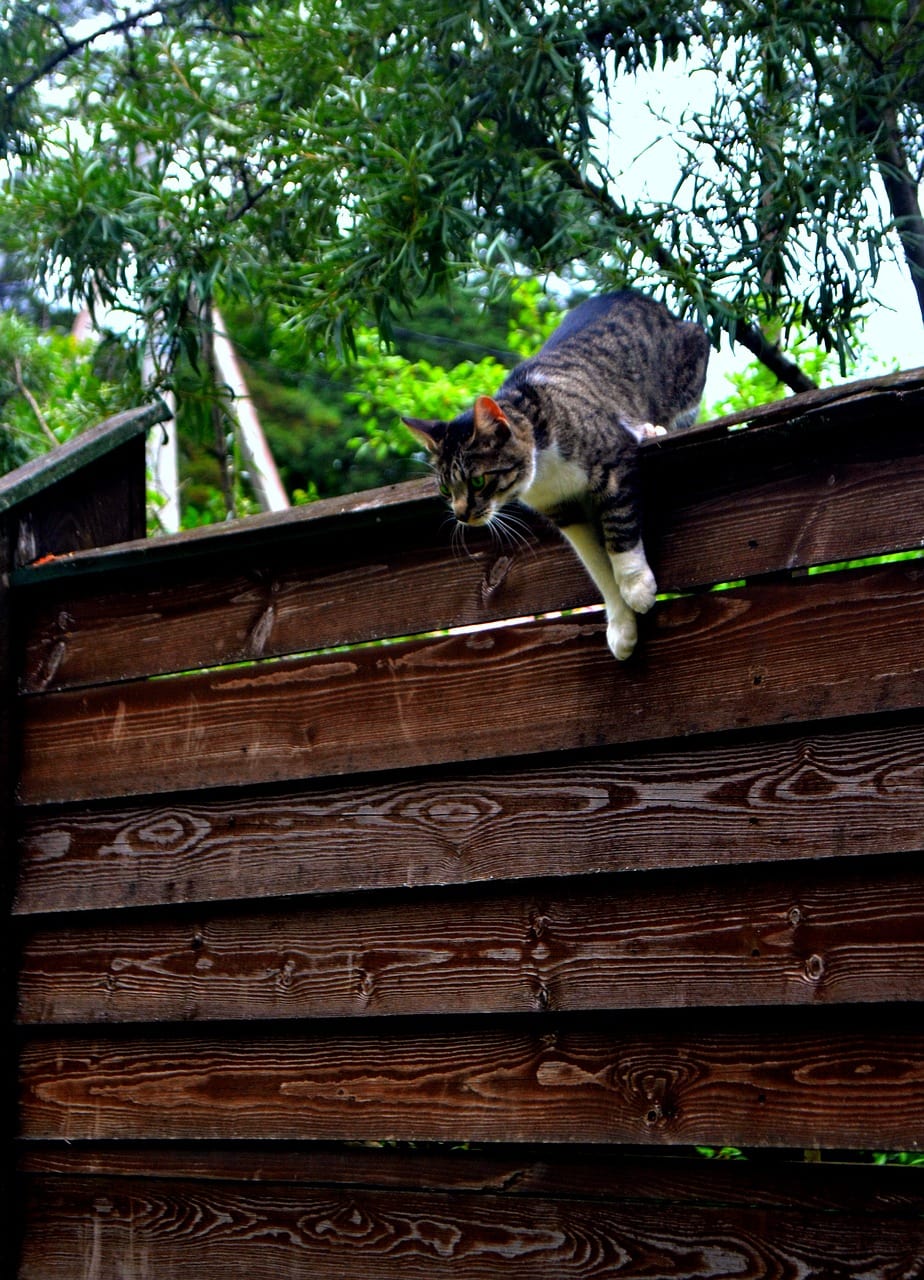 kat springt van het hek
