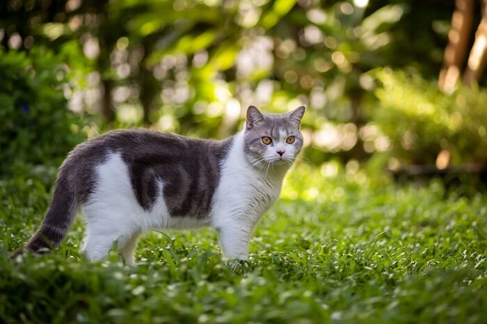 Kat in groene omgeving