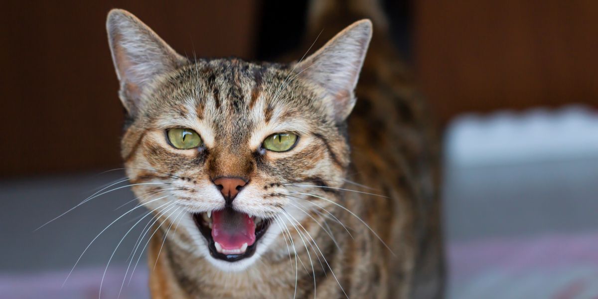 Wat is Caterwauling en waarom doen katten het