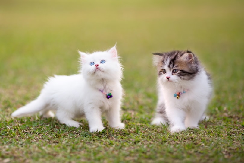 Perzische kittens op gras