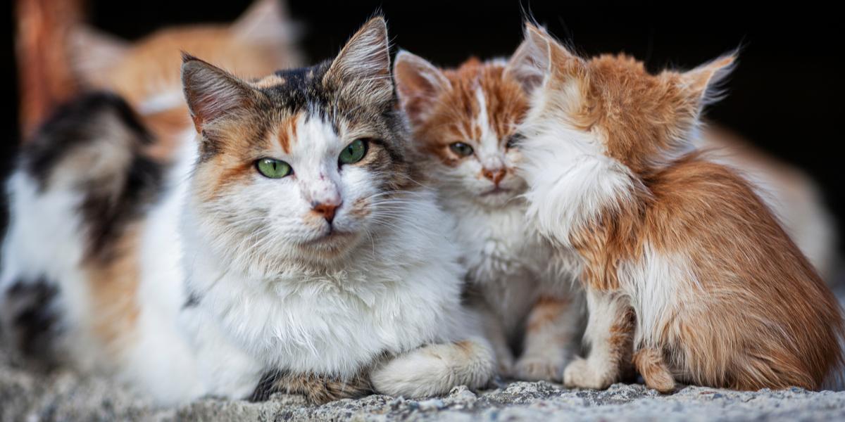 Wat is het verschil tussen een zwerfkat en een verwilderde kat?