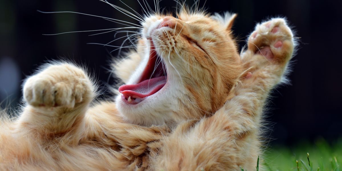 Wat is kattengebabbel & Waarom doen katten het