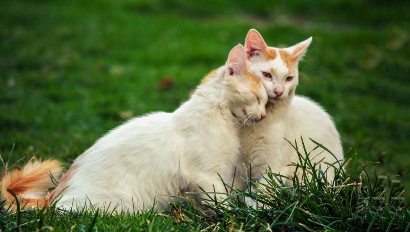 twee-witte-katten-op-de-grass_Piqsels