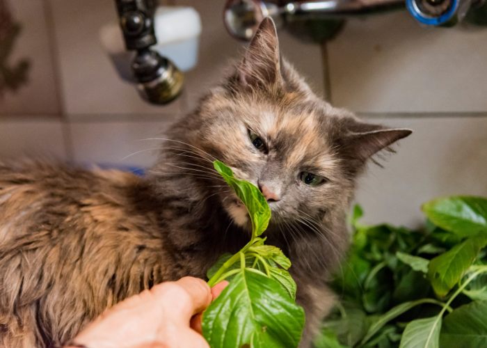 Wat kunnen katten eten? 36 menselijke voedingsmiddelen die katten kunnen eten - en 8 ze kunnen het niet!