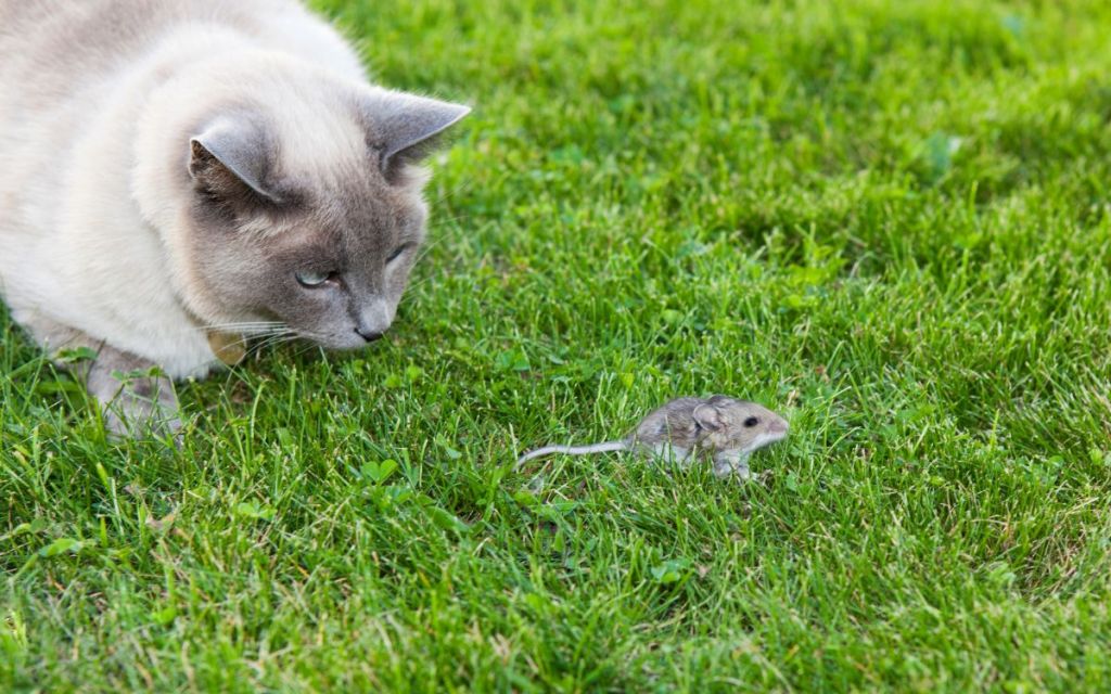Zijn Ragdoll Cats goede Mousers?