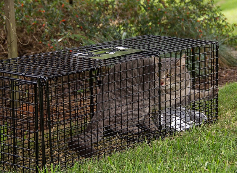 Grijs gestreepte kat die in een kooi wordt gevangen
