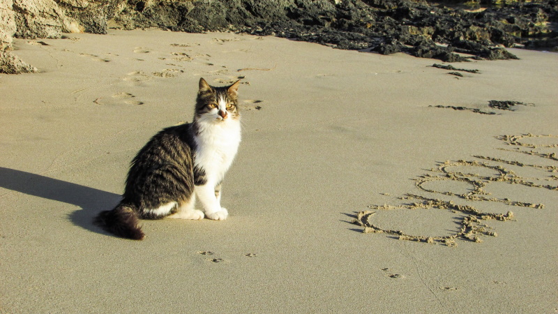 kat die in het zand zit