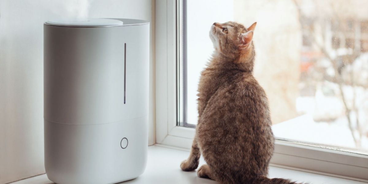 Zijn luchtbevochtigers goed voor katten?