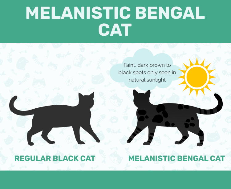 Spookmarkeringen in melanistische (zwarte) Bengaalse kat versus gewone zwarte kat