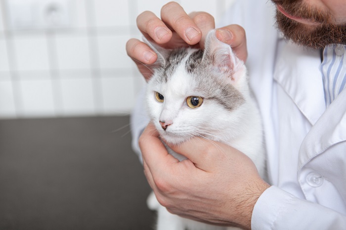 Doxycycline medicatie voor katten