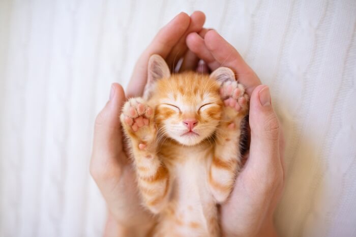 Persoon die een klein oranje kitten vasthoudt