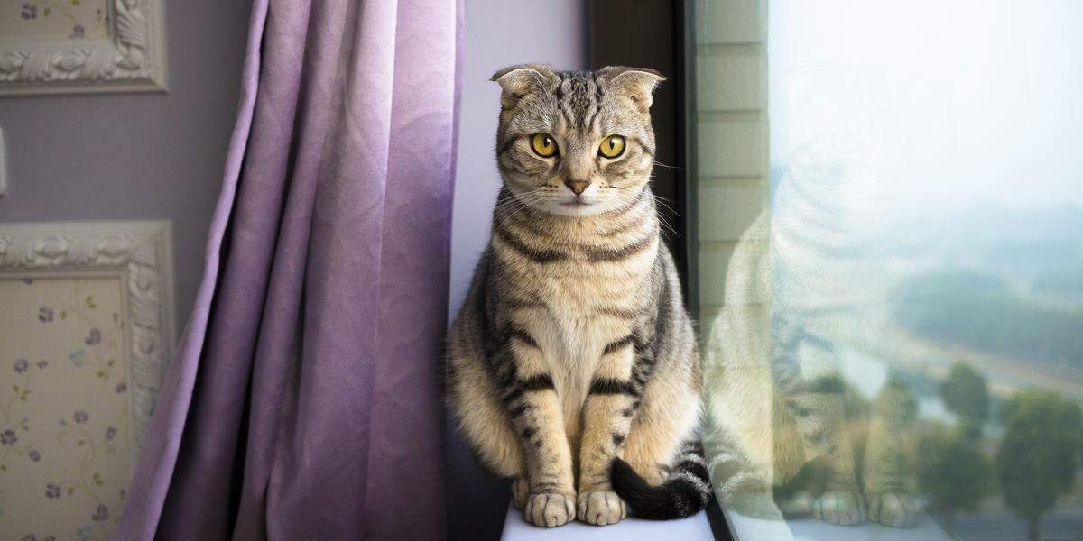 11 beste indoor kattenrassen voor homebodies