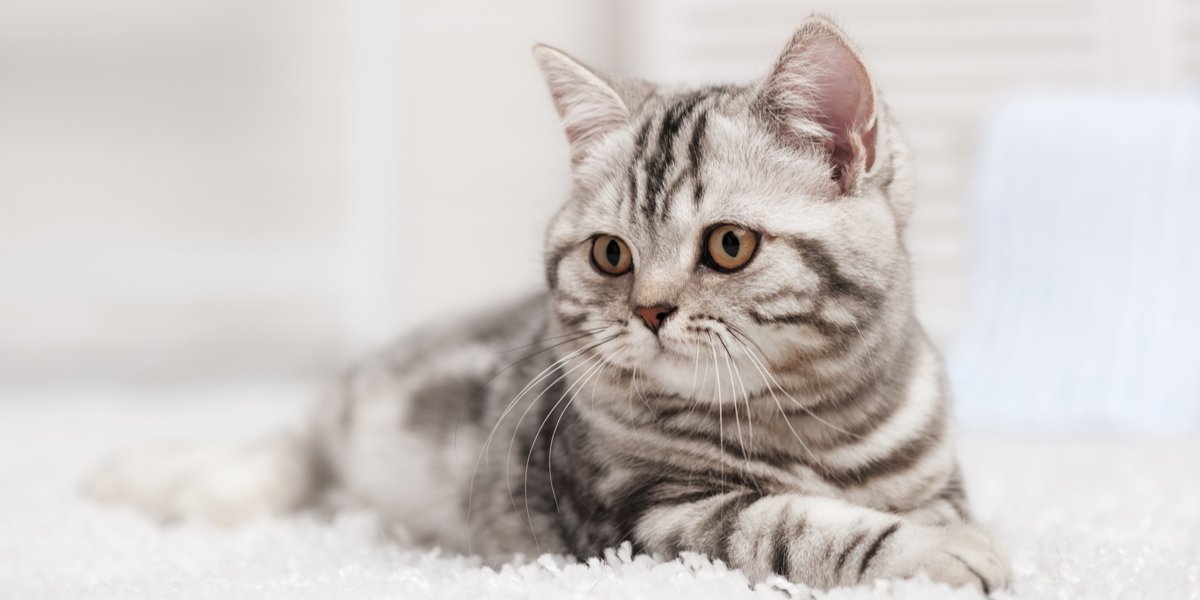 135 coolste en schattigste kattennamen