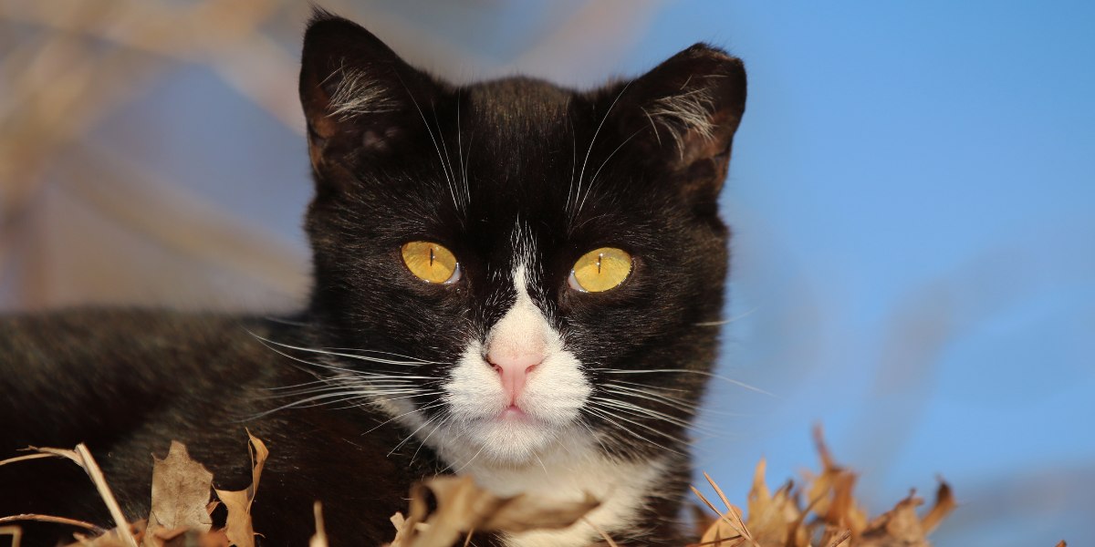 15 feiten die u moet weten over wilde katten